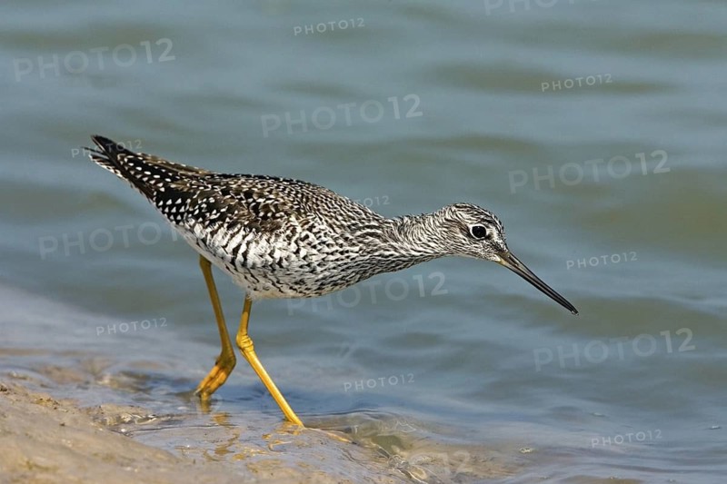 Greater Yellowlegs Tringa melanoleuca South Padre Island, Texas, United States 7 April Adult Scolopacidae