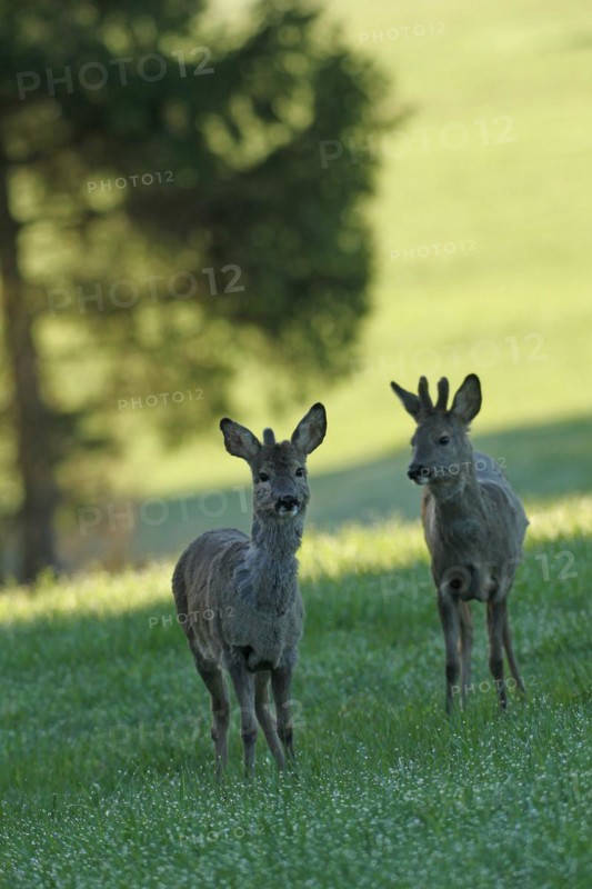 European roe deer (Capreolus capreolus) fawns in winter coat and short bast horns in the meadow, Allgäu, Bavaria, Germany
