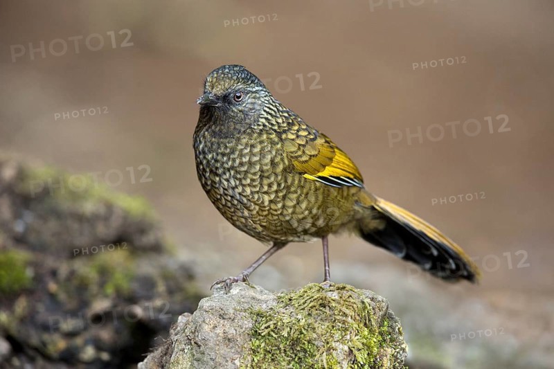 Scaly Laughingthrush (Trochalopteron subunicolor), Yunnan, China
