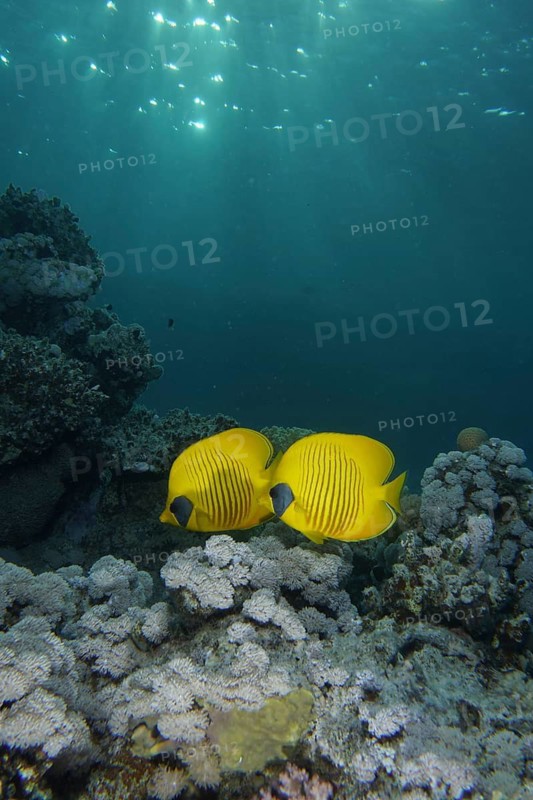 Maskarill masked butterflyfish (Chaetodon semilarvatus)