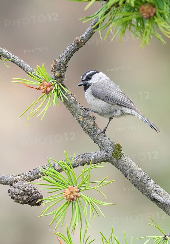 Mountain Chickadee (Poecile gambeli) perched on a conifer branch, Colorado, USA