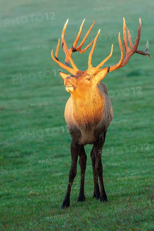 Frontal portrait of a flehming Altai maral stag (Cervus canadensis sibiricus) in a meadow in the first light of day. Its face, antlers and upper body are illuminated by this beautiful, warm light