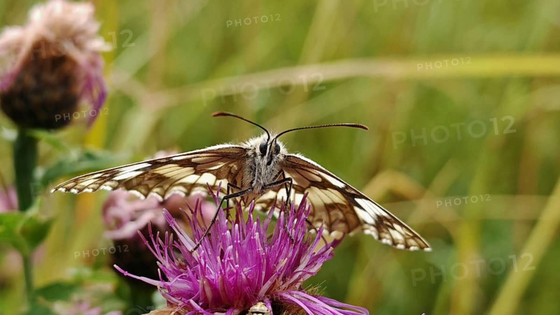 A checkerboard butterfly (melanargia galathea) on a bright purple flower, close-up in detail, REnnsteig, Franconian Forest National Park