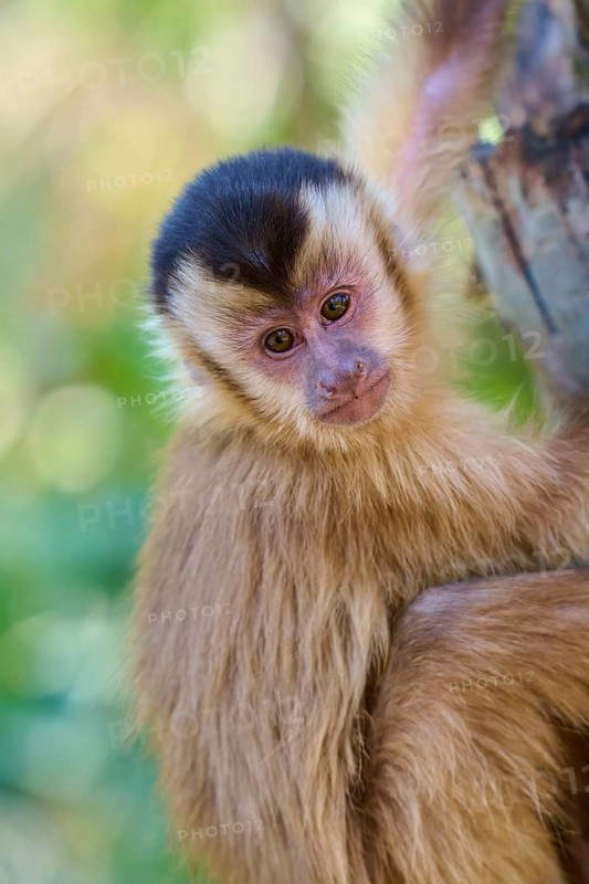 The capuchin monkey looks down curiously while hanging from a tree trunk, capuchin monkey (Sapajus apella), Pantanal, Mato Grosso, Brazil
