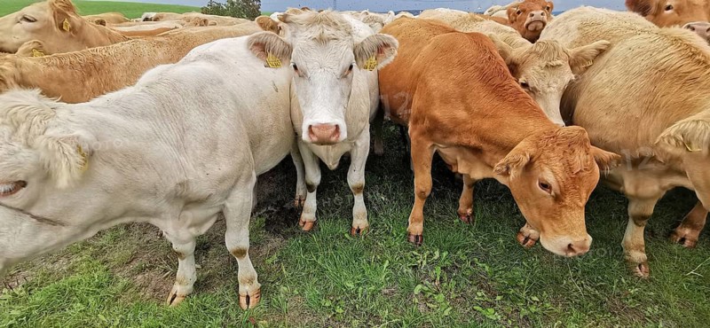 Cows (bos taurus) in a meadow, one brown, the other white, Franconian Forest nature park Park