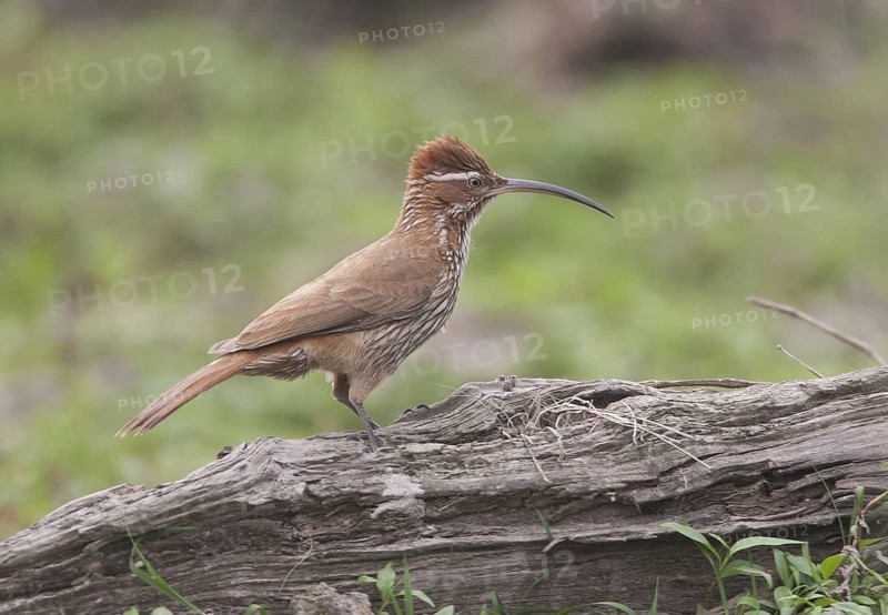 Scimitar-billed Woodcreeper (Drymornis bridgesii), Corrientes, Argentina