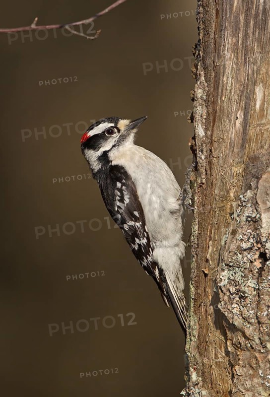 Downy Woodpecker (Dryobates pubescens) male, Michigan, USA