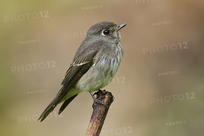 Dark-sided Flycatcher (Muscicapa sibirica), Singapore