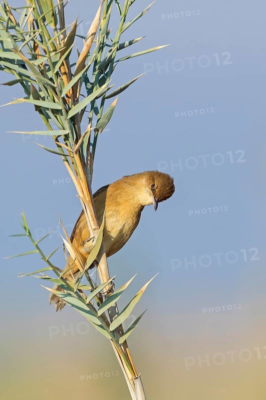 Stentor's Warbler, Acrocephalus stentoreus, Israel