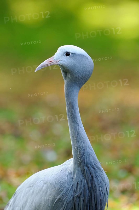 Common crane with long neck in a meadow in front of a green background, paradise crane (Anthropoides paradisea), captive