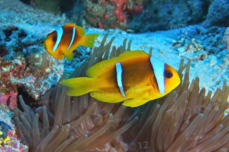 Red sea anemonefish (Amphiprion bicinctus)