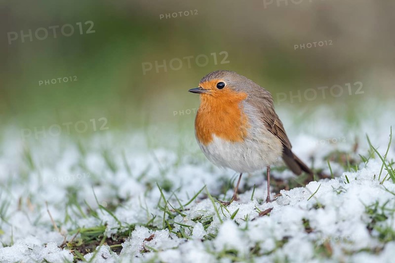 European Robin (Erithacus rubecula) on snowy field, Sweden