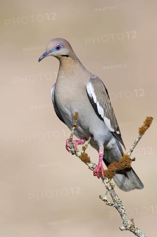 White-winged Dove (Zenaida asiatica), Texas, USA