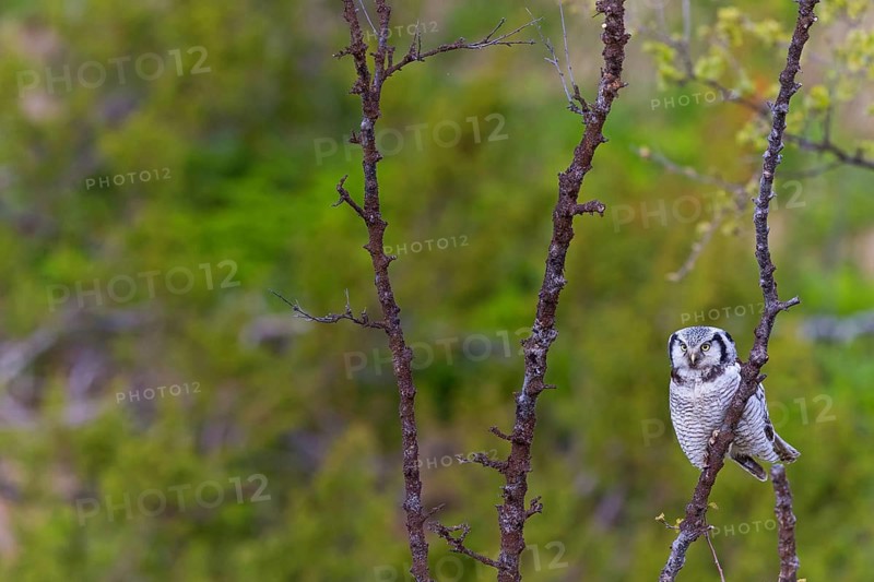 Barred owl, (Surnia ulula), animals, birds, owl family, owl, perch, biotope, habitat, Varanger Bird Park, Finnmark, Norway