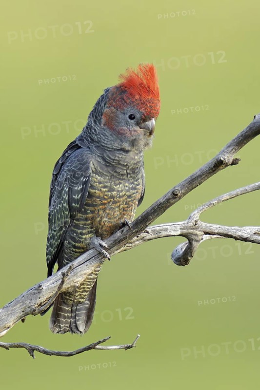 Gang-gang Cockatoo (Callocephalon fimbriatum) juvenile, Victoria, Australia