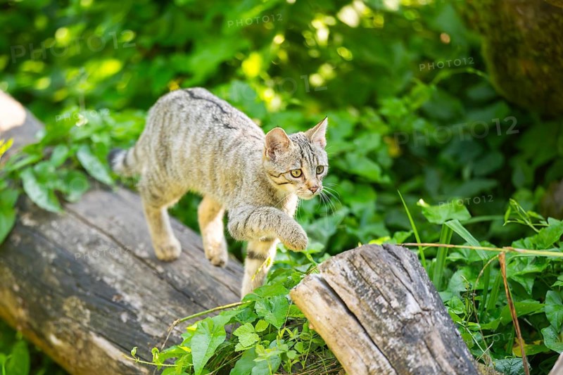 European wildcat (Felis silvestris silvestris) on an old tree trunk, Hesse, Germany