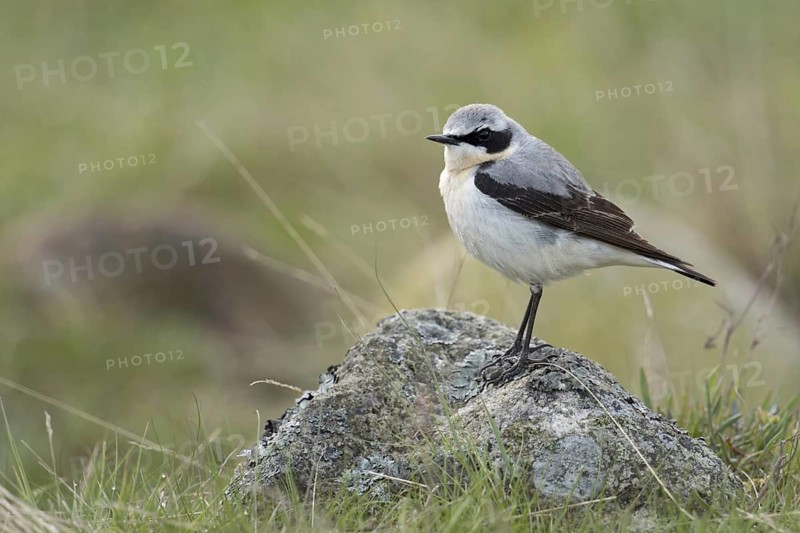Northern Wheatear (Oenanthe oenanthe) male perched on a stone, Sweden