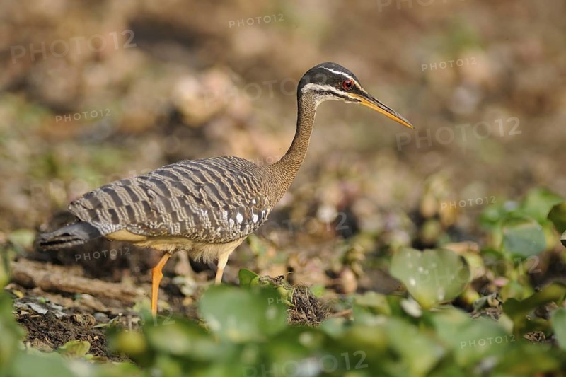 Sunbittern (Eurypyga helias), Pantanal, Brazil
