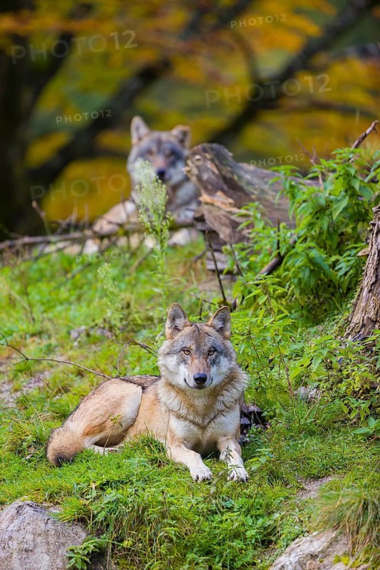 Two eurasian gray wolves (Canis lupus lupus) rest on a small grassy hill with fall foliage in the background