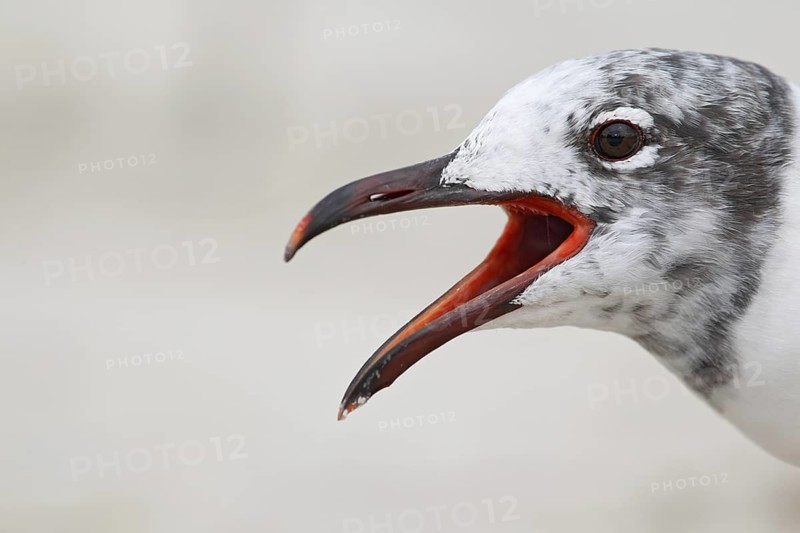Laughing Gull (Leucophaeus atricilla), Florida, USA