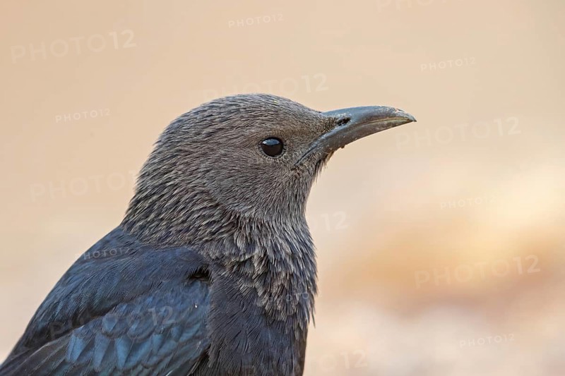 Tristramstar, Tristram's Grackle, Tristram's Starling, Onychognathus tristramii, Rufipenne de Tristram, Estornino de Tristram