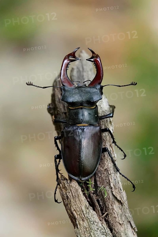 Fascinating stag beetle (Lucanus cervus), insect of the year 2012, June, Saxony, Germany
