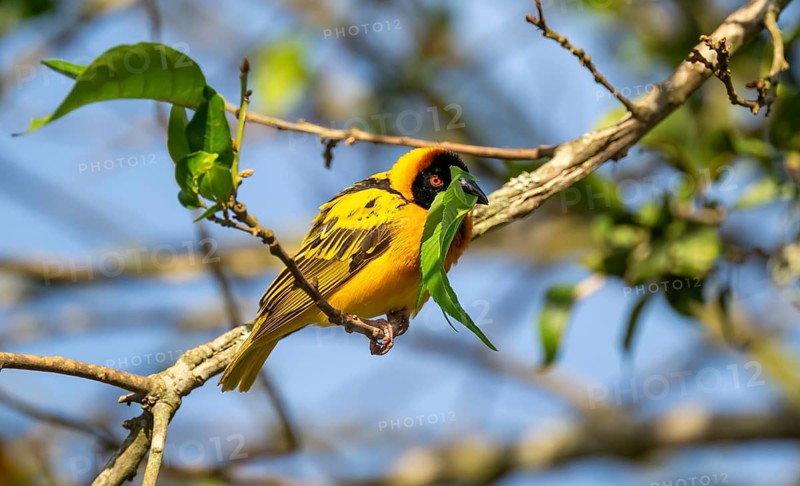 Village weaver (Ploceus cucullatus, Textor cucullatus), with fresh leaf in beak, also Textor weaver, Uganda