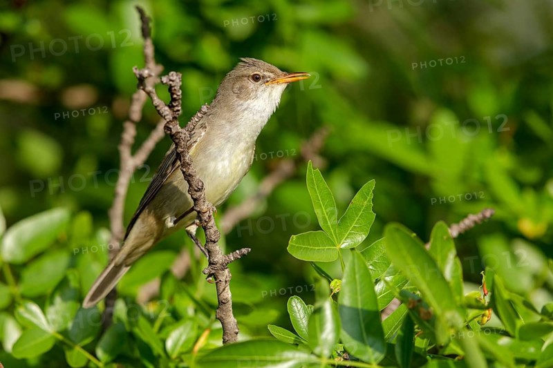 Olive warbler, (Hippolais olivetorum), animal, animals, bird, birds, biotope, habitat, perch, branch, twig, foraging, songbird, reed warbler family Lesvos, Greece