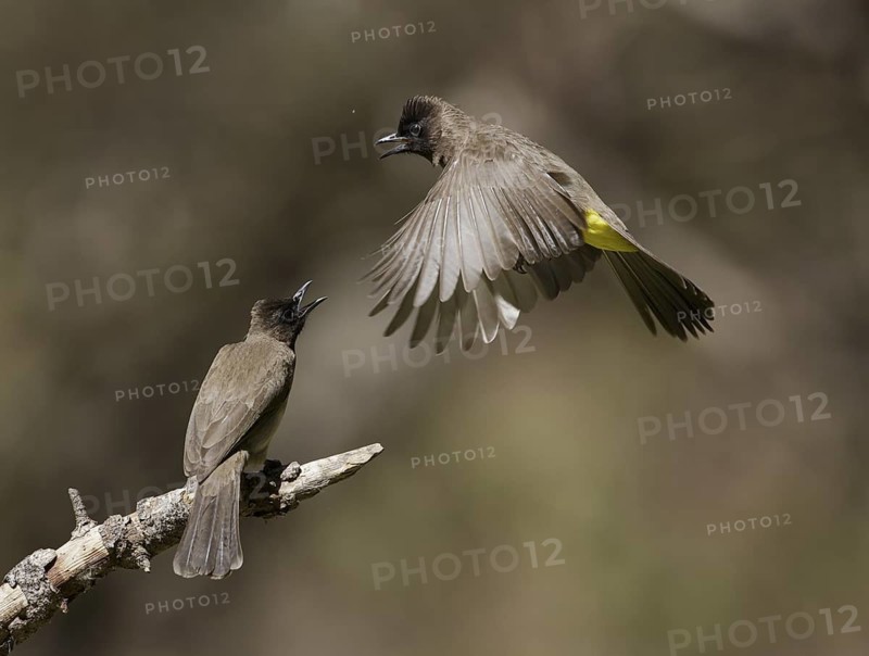 Common Bulbul (Pycnonotus barbatus), Chobe, Botswana