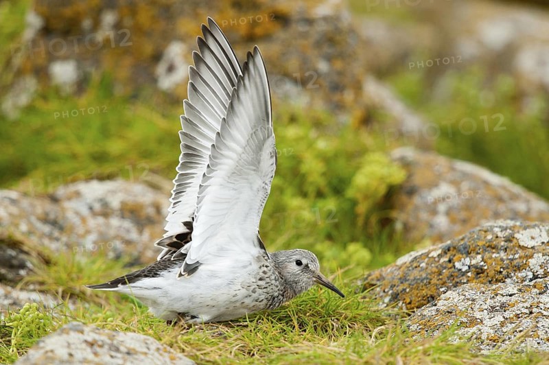 Purple Sandpiper (Calidris maritima), Alaska, USA