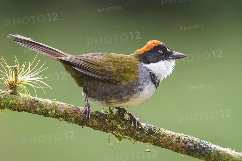 Chestnut-capped Brush-Finch (Arremon brunneinucha) perched on a branch in Costa Rica