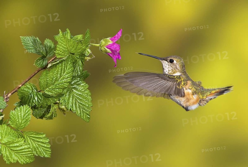 Rufous Hummingbird Female (Selasphorus rufus) - (Selasphorus rufus) - Victoria BC, Canada