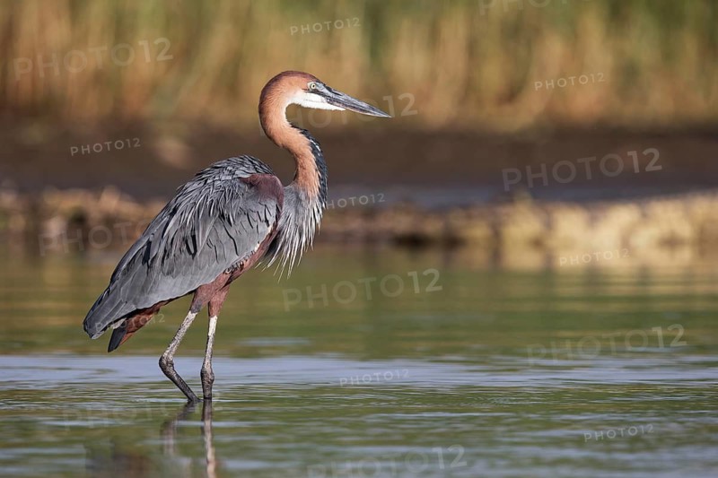 Goliath Heron (Ardea goliath), Nechisar National Park, Ethiopia