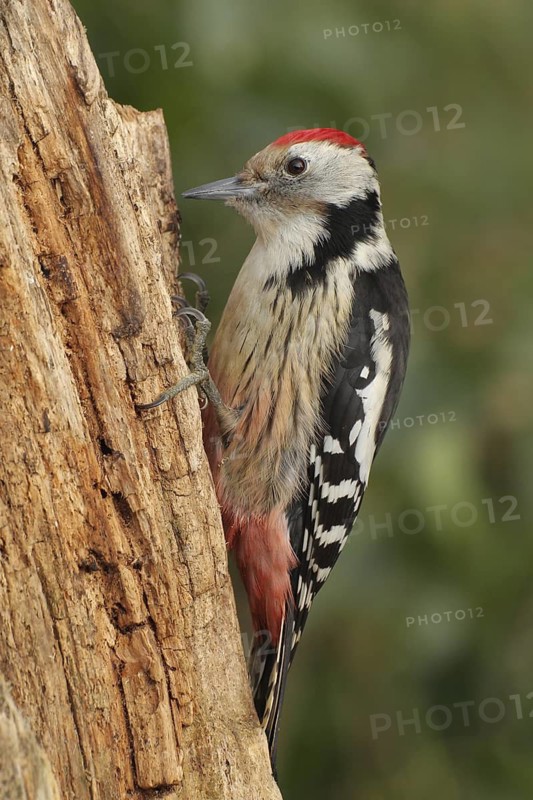 Middle Spotted Woodpecker (Dendrocoptes medius), Zurich, Switzerland