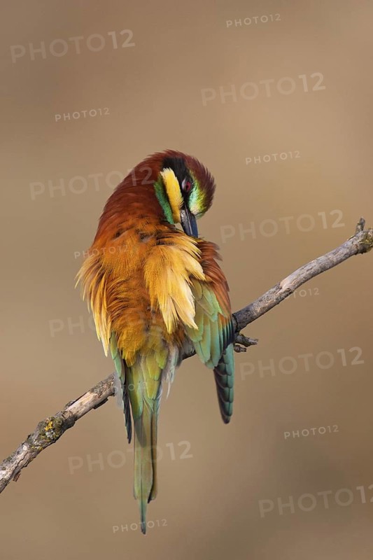 European Bee-eater (Merops apiaster), Lake Neusiedl, Austria