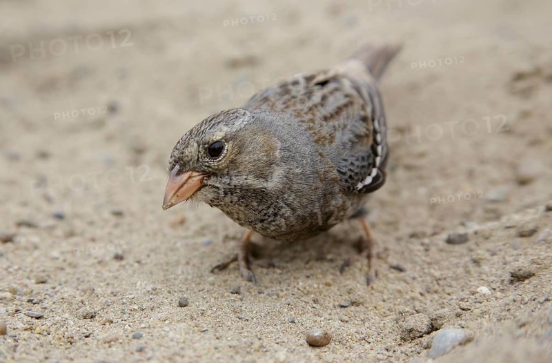 Mourning Sierra Finch (Phrygilus fruticeti) female, Chubut, Argentina