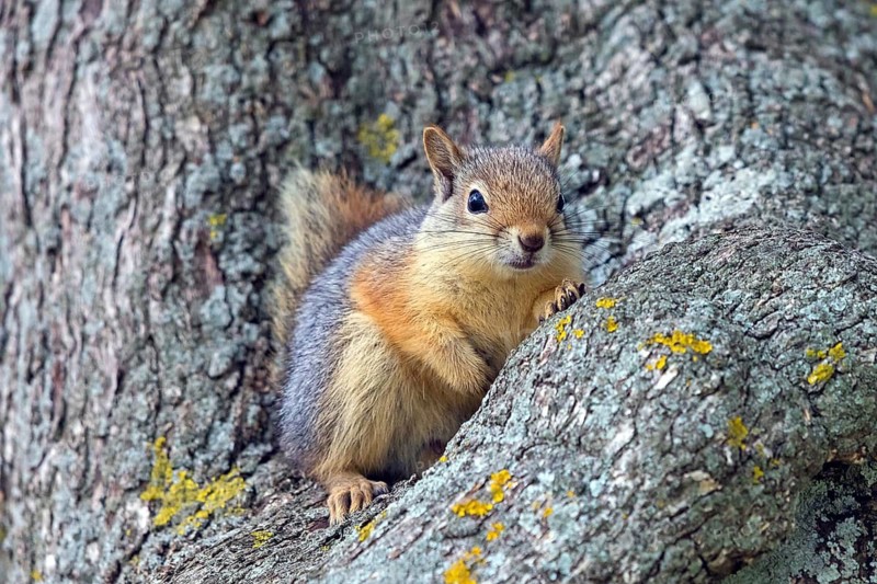 Caucasian squirrel, (Sciurus anomalus), animal, animals, mammal, mammals, rodent, rodents, climbs on tree, biotope, habitat Lesvos, Greece