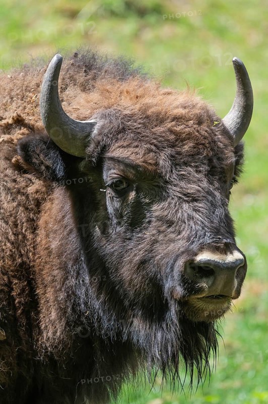 European bison (Bison bonasus) , game park, Bavaria, Germany