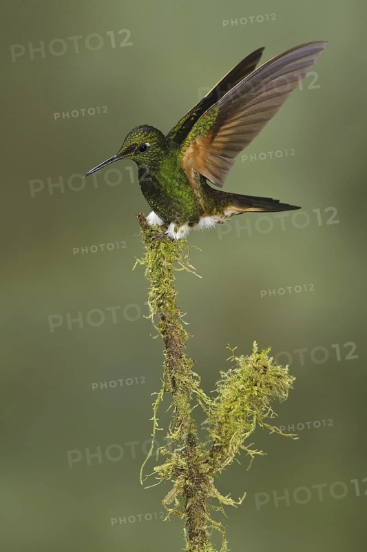 Buff-tailed Coronet (Boissonneaua flavescens), Ecuador