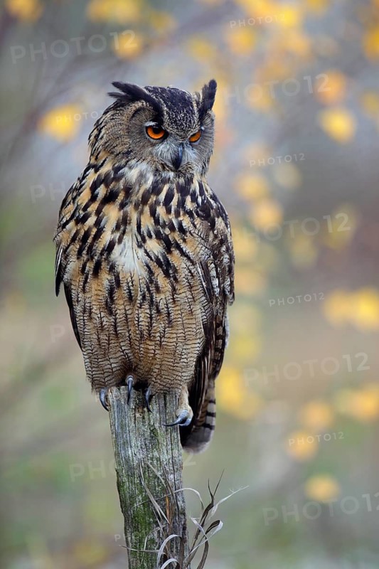 Europäischer Uhu, lat. Bubo bubo, auf Weidepfahl nach unten schauend, mit Herbstfarben
