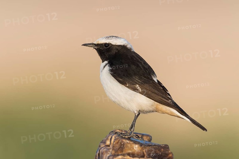 Mourning Wheatear (Oenanthe lugens) male, Eilat, Israel