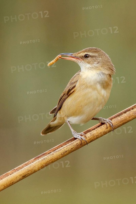 Great Reed Warbler (Acrocephalus arundinaceus), with worm on beak, Castile-La Mancha, Spain