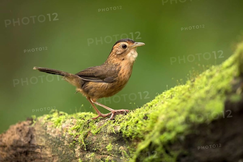 Brown-capped Babbler (Pellorneum fuscocapillus) perched on a mossy fallen tree trunk, Kutugala, Sri Lanka