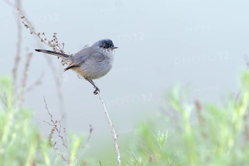 California Gnatcatcher Male (Polioptila californica) Rancho Palos Verdes, California