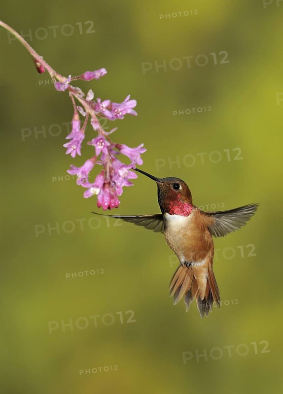 Rufous Hummingbird (Selasphorus rufus) male, British Columbia, Canada
