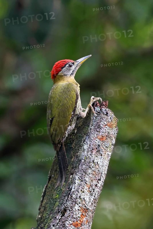 Streak-breasted Woodpecker (Picus viridanus) male, Penang, Malaysia