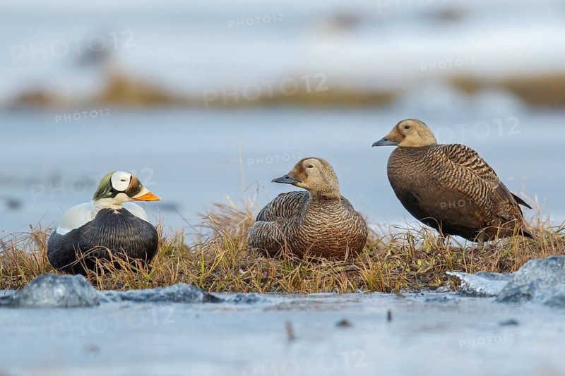 Spectacled Eider (Somateria fischeri) feeding on a small pond on the tundra in Northern Alaska