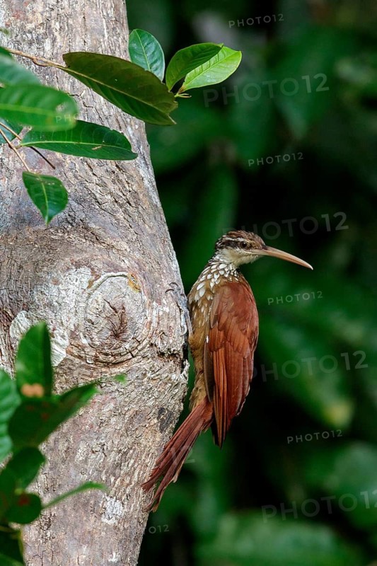 Long-billed Woodcreeper (Nasica longirostris) perched on a branch in the Amazon of Brazil