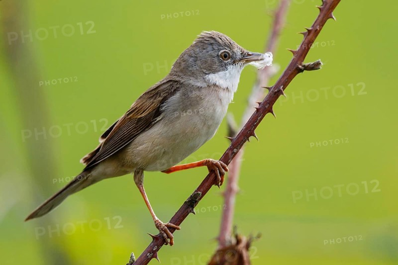 Common Whitethroat (Sylvia communis) male perched on a branch, North Rhine-Westphalia, Germany