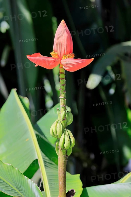 Musa laterita, Indian dwarf banana, blossom, fruits, Singapore, Southeast Asia
